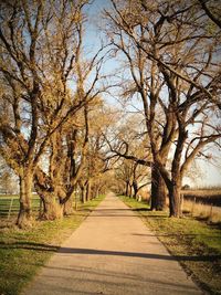 Road amidst bare trees during autumn