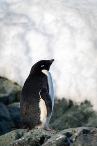 Adelie penguin stands on rock raising beak