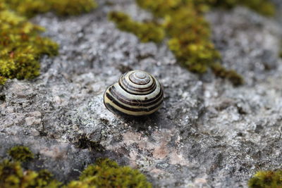 Close-up of snail on rock