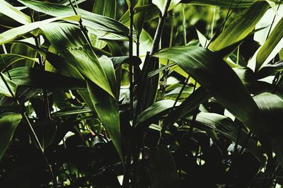 Close-up of fresh green plants