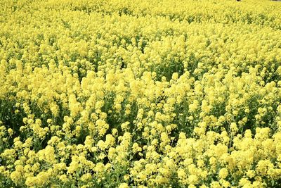 Full frame shot of yellow flowering plants on field