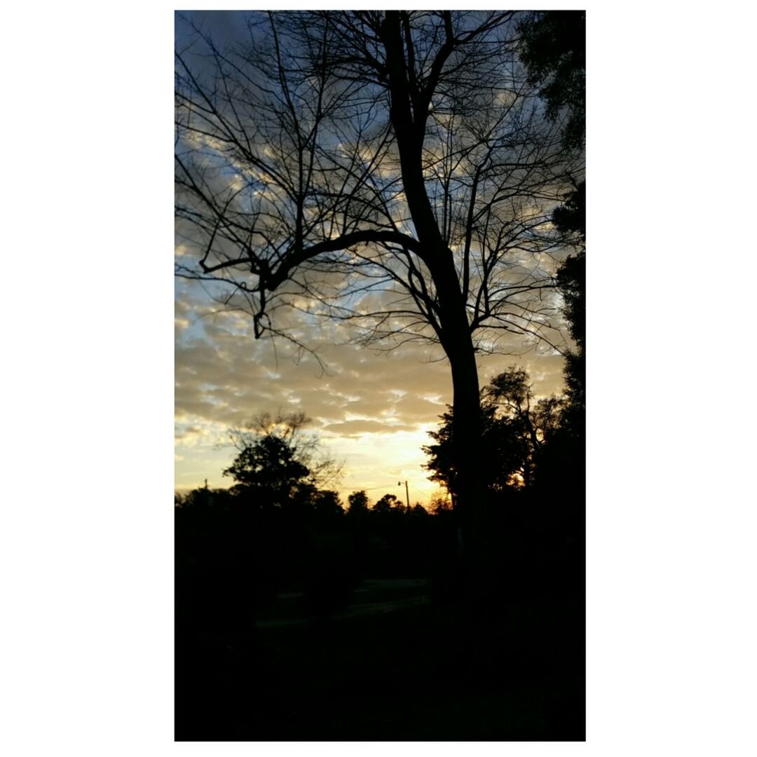 tree, silhouette, transfer print, sunset, tranquility, tranquil scene, bare tree, scenics, auto post production filter, beauty in nature, sky, nature, branch, landscape, dark, idyllic, tree trunk, no people, outdoors, field