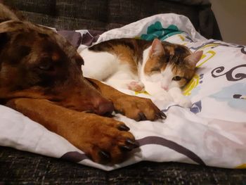 Close-up of a dog sleeping on bed