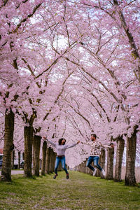 Pink cherry blossoms in spring