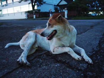 Dog lying in a city