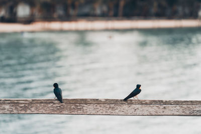 Bird perching on railing against lake