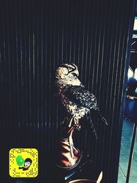 Close-up of bird perching on floor