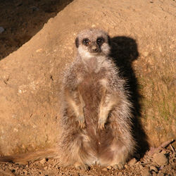 Lion standing outdoors