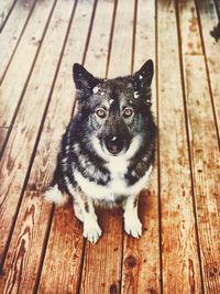 High angle portrait of dog sitting on wood