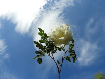 Low angle view of flowering plant against sky