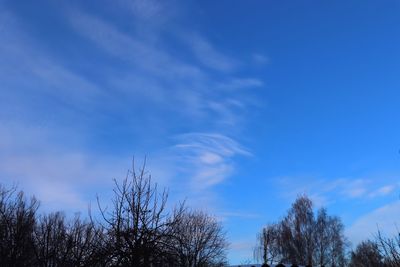 Low angle view of bare trees against blue sky