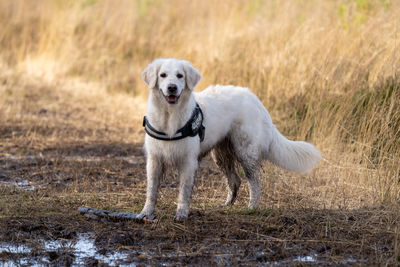 Golden retriever smiling in muddy field