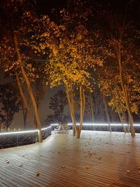 Illuminated trees at night