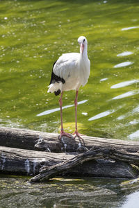 Bird perching on a lake