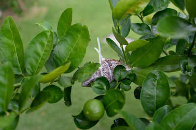 Plants propagation of lime tree by using air layering technique