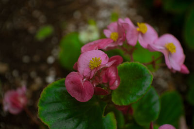 Close-up of pink flowers