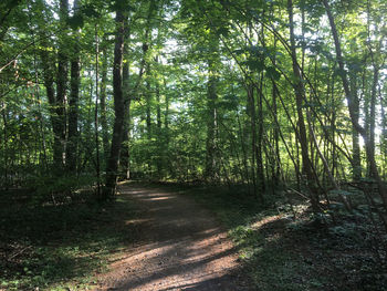 Scenic view of trees in forest