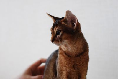 Close-up of an abyssinian cat