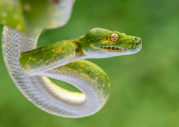 Close-up of snake