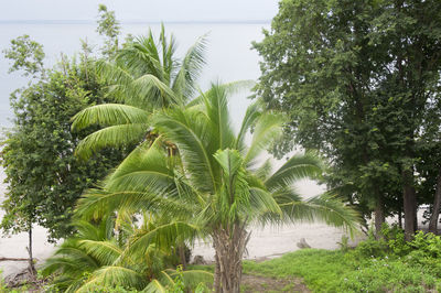 Close-up of palm trees against sky