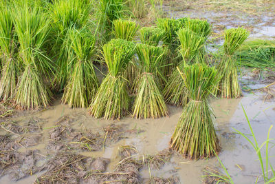 High angle view of plants growing on field