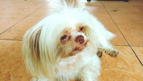 Close-up portrait of dog sitting