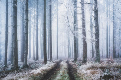 Frozen forest with fog in winter 