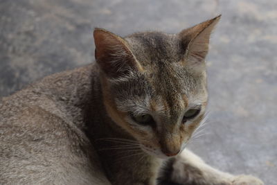 Close-up portrait of a cat