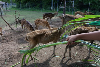 Close-up of deer amidst plants on field