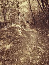 View of dirt road in forest