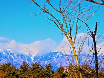 Bare trees on snow covered landscape against blue sky