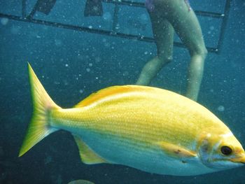 Close-up of fish swimming in water