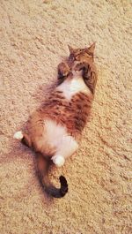 Cat lying on floor
