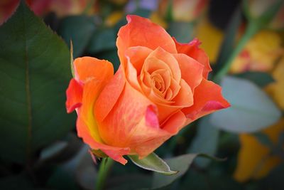 Close-up of orange rose blooming in park