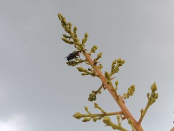 Close-up of flowering plant against clear sky