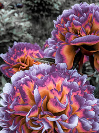 Close-up of flowering plant in park