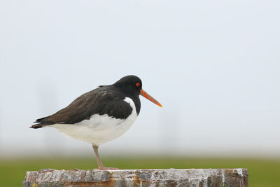 Close-up of bird perching on rock against clear sky