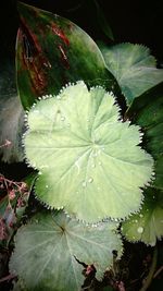 Close-up of wet plant