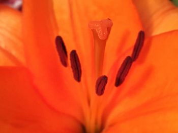 Full frame shot of orange flower