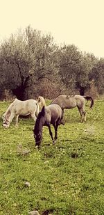 Horses running on field