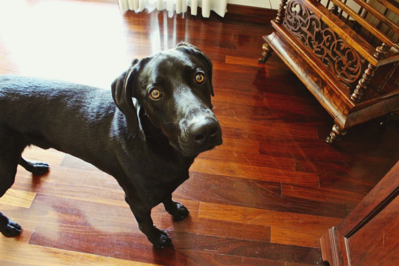 indoors, pets, one animal, animal themes, dog, domestic animals, mammal, home interior, hardwood floor, flooring, wood - material, looking at camera, portrait, high angle view, no people, animal head, home, sitting, black color, close-up