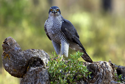 Bird perching on rock