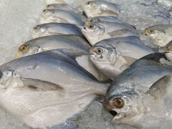 High angle view of fish for sale in market