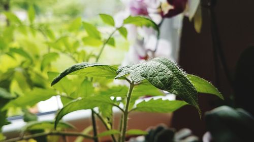 Close-up of green leaves on plant