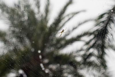 Close-up of plant against blurred background