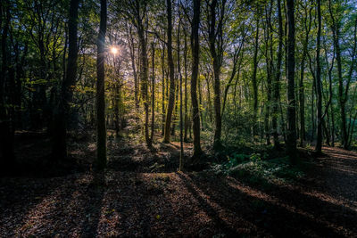 Trees in forest