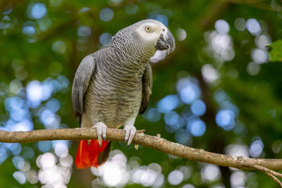 Close-up of african grey parrot sitting in a tree