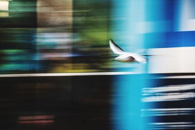 Close-up of bird flying against window