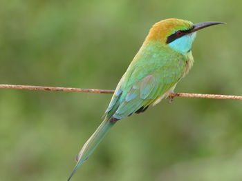 Close-up of bird perching on twig