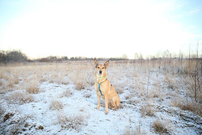 View of dog on field during winter